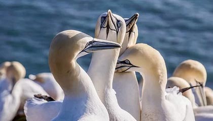 leyu乐鱼体育-【早报】波切蒂诺终于要开航母了！